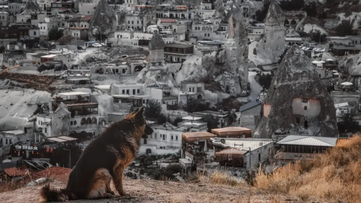 German shepherd outdoors