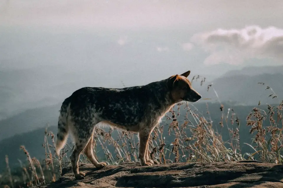 German shepherd outdoors