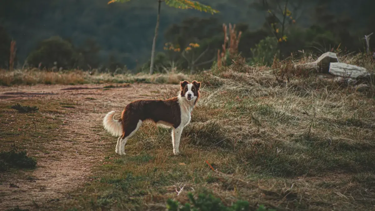 German shepherd outdoors
