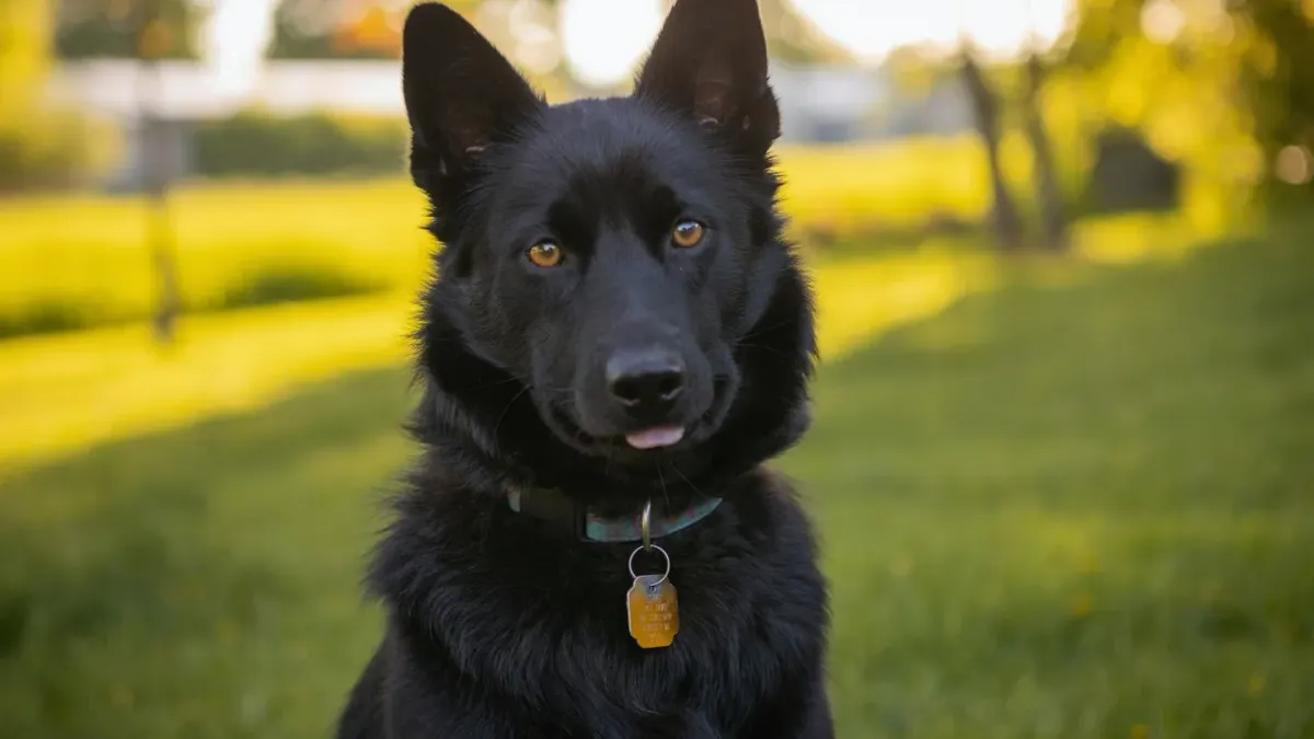 German shepherd standing outdoors