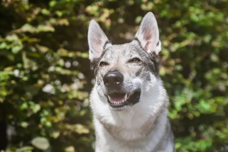 German shepherd standing outdoors