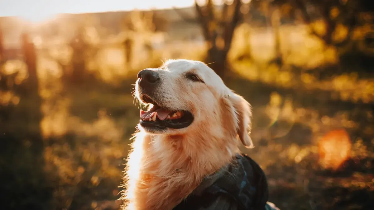Golden retriever portrait
