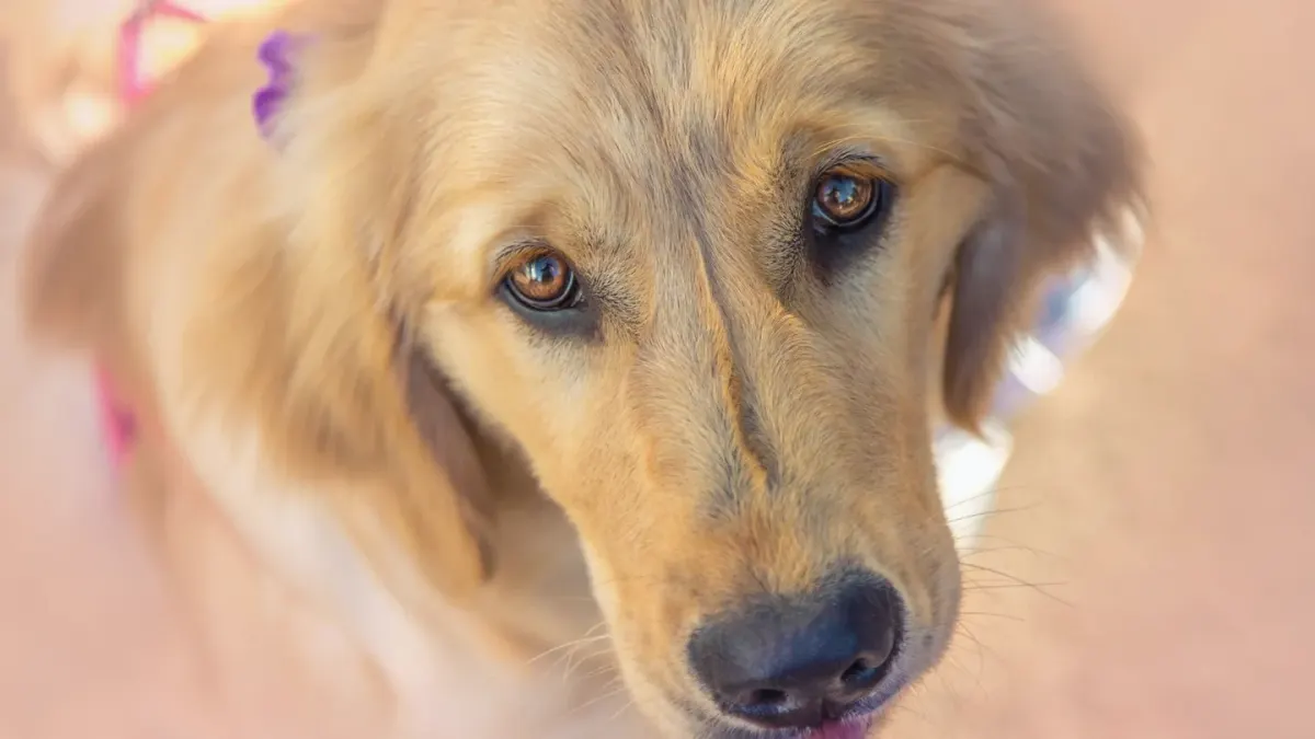 Golden retriever portrait