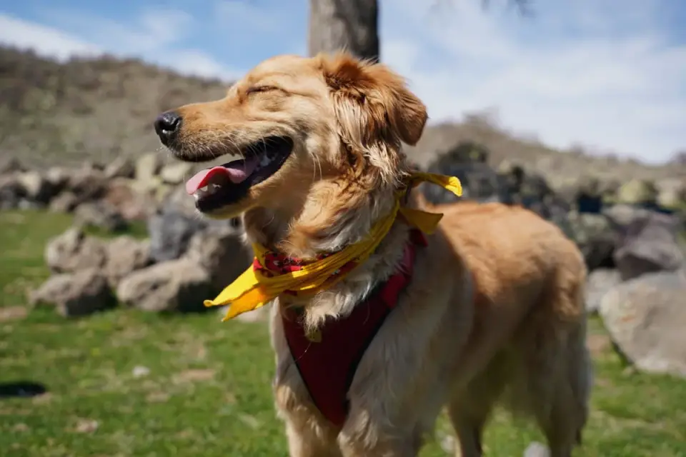 Golden retriever portrait