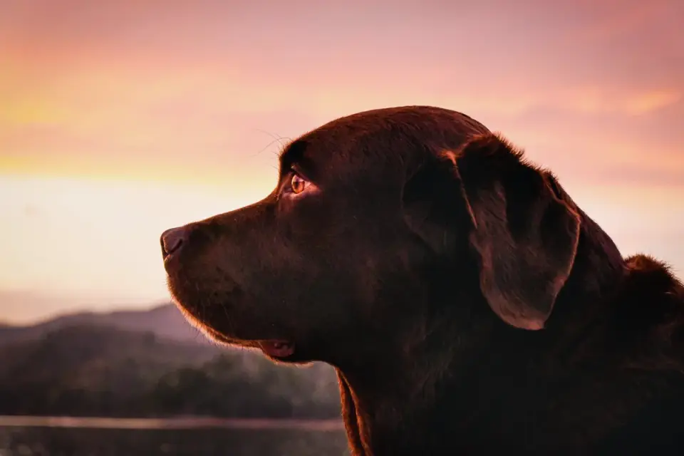 Labrador retriever outdoors
