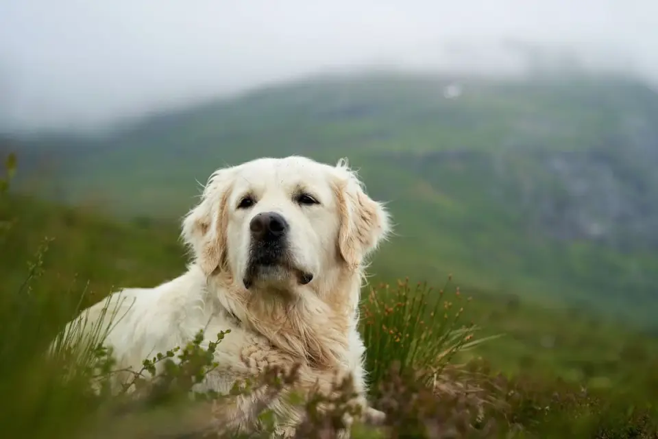 Labrador retriever outdoors
