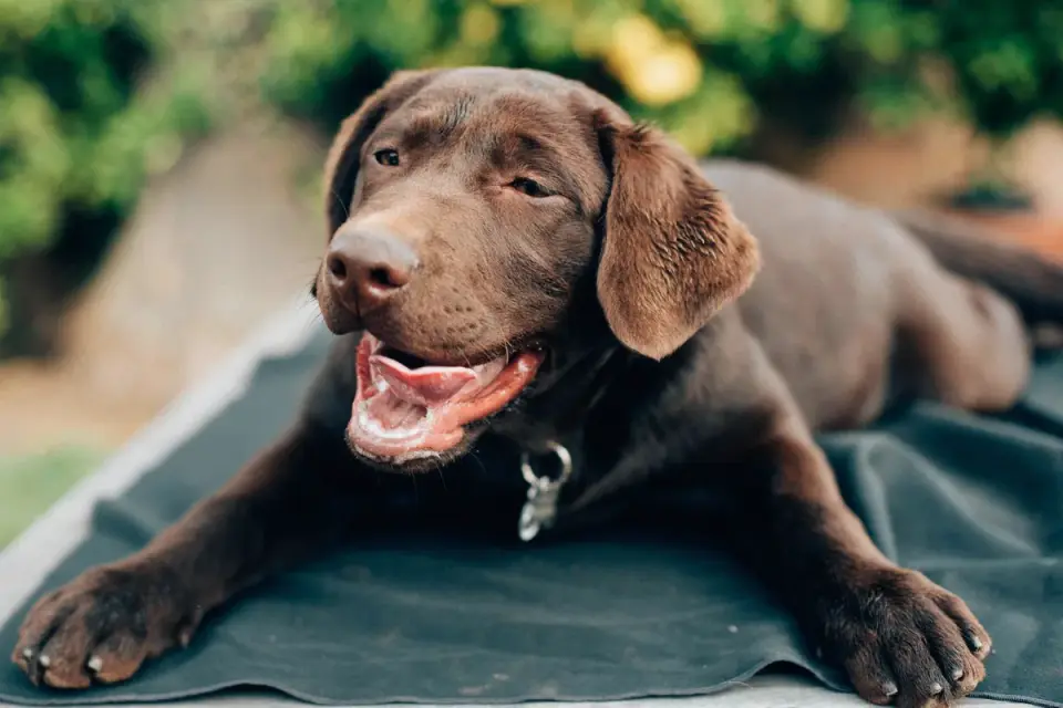 Labrador retriever outdoors