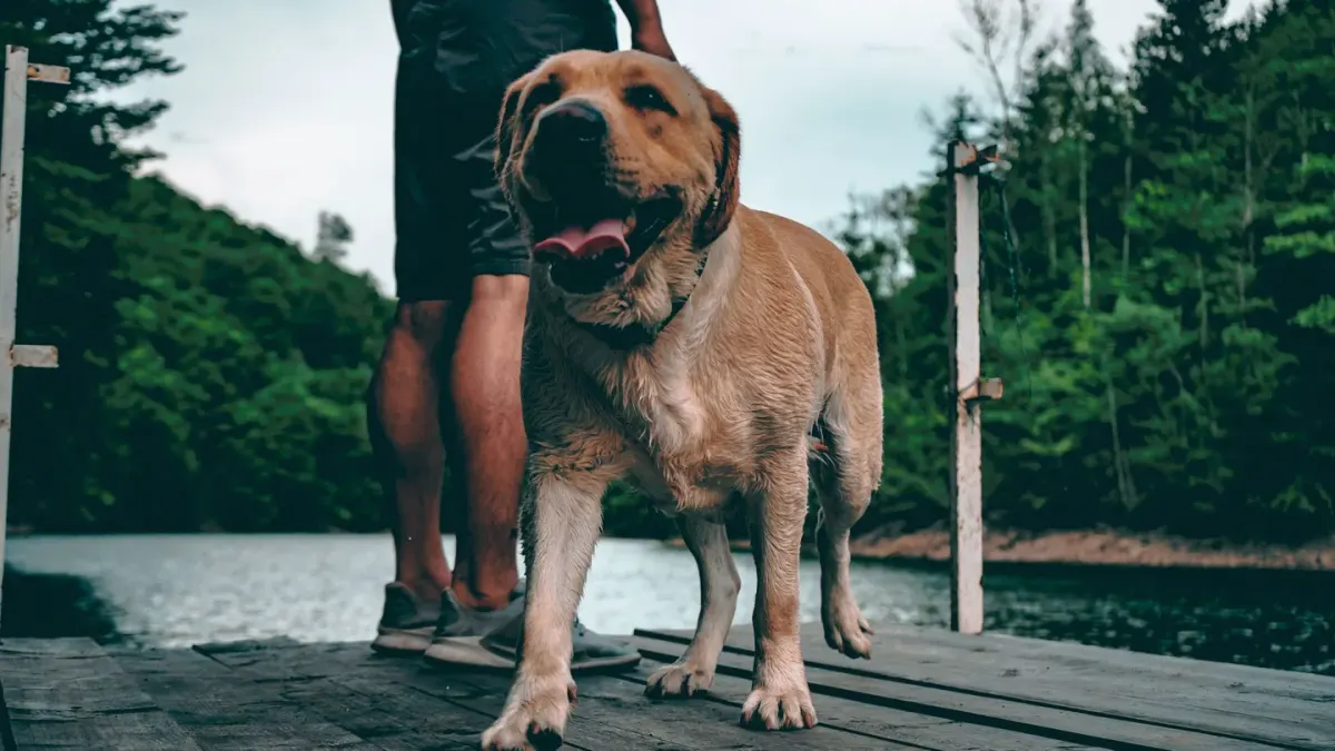 Labrador retriever outdoors