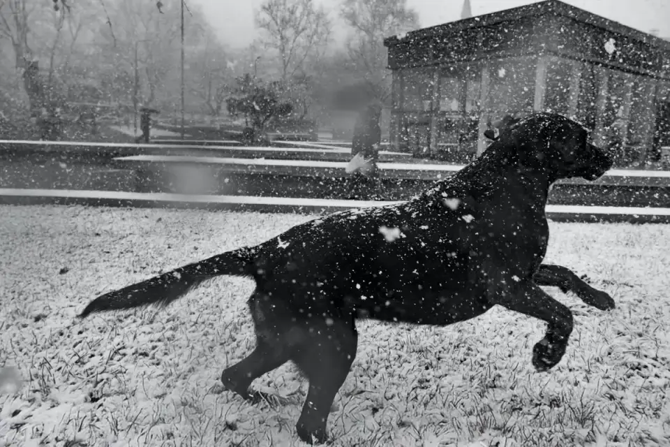 Labrador retriever outdoors