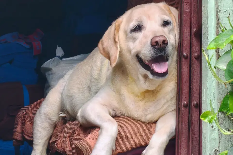 Labrador retriever outdoors