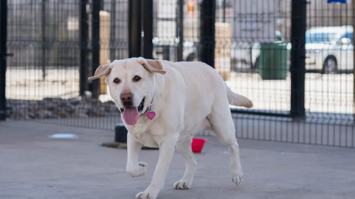Labrador retriever outdoors