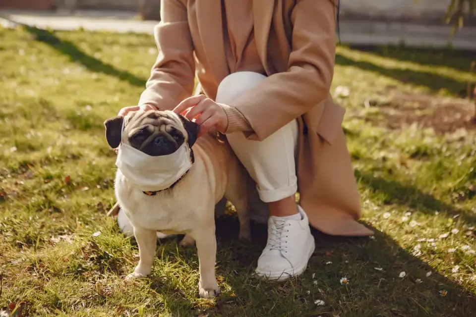 Older dog with an owner in a park