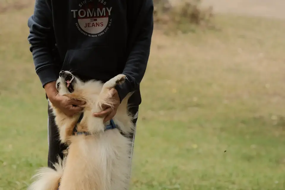 Older dog with an owner in a park