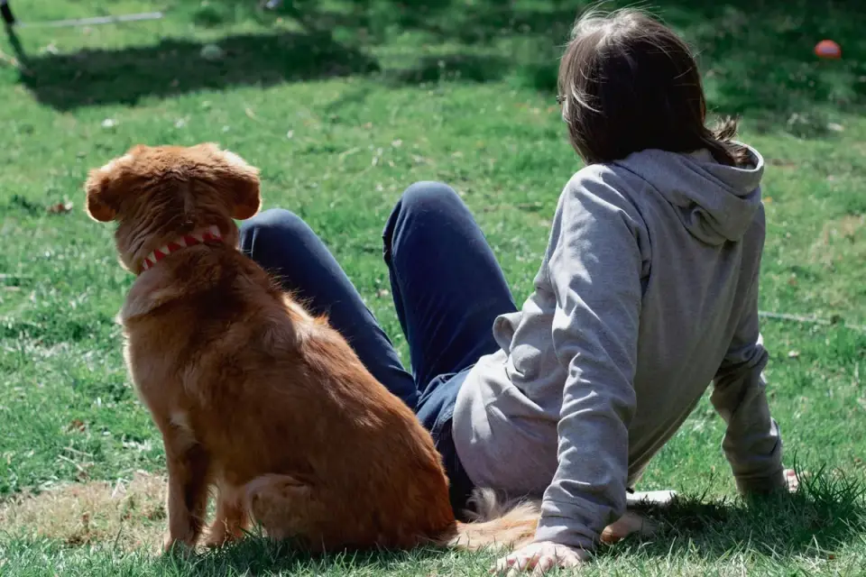 Older dog with an owner in a park