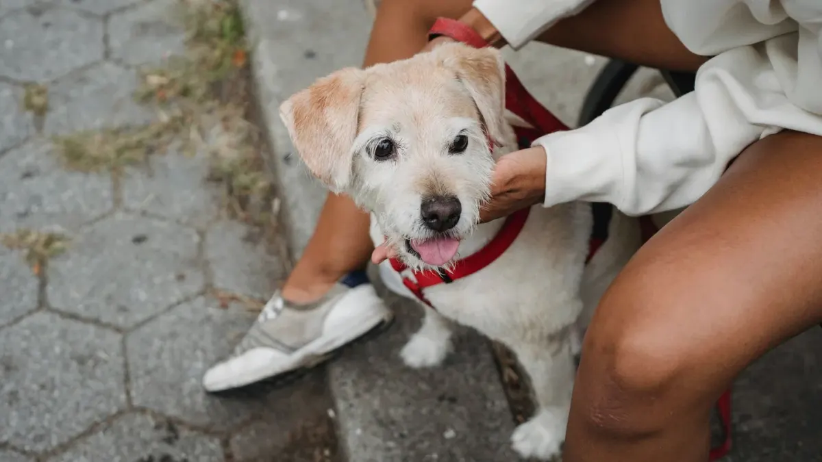 Older dog with an owner in a park