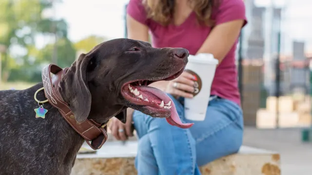 Older dog with an owner in a park