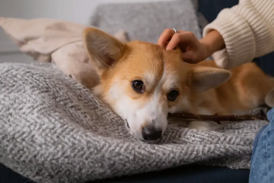 Owner gently handling a dog's paw and ears during an at-home practice session