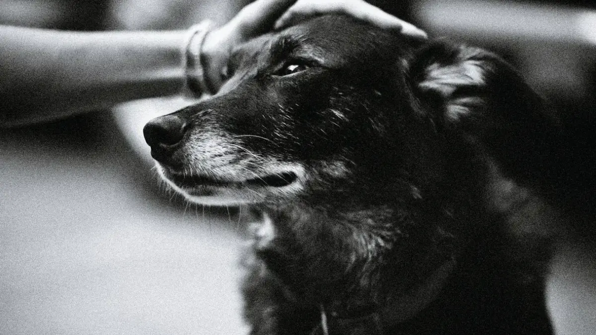 Owner helping a senior dog