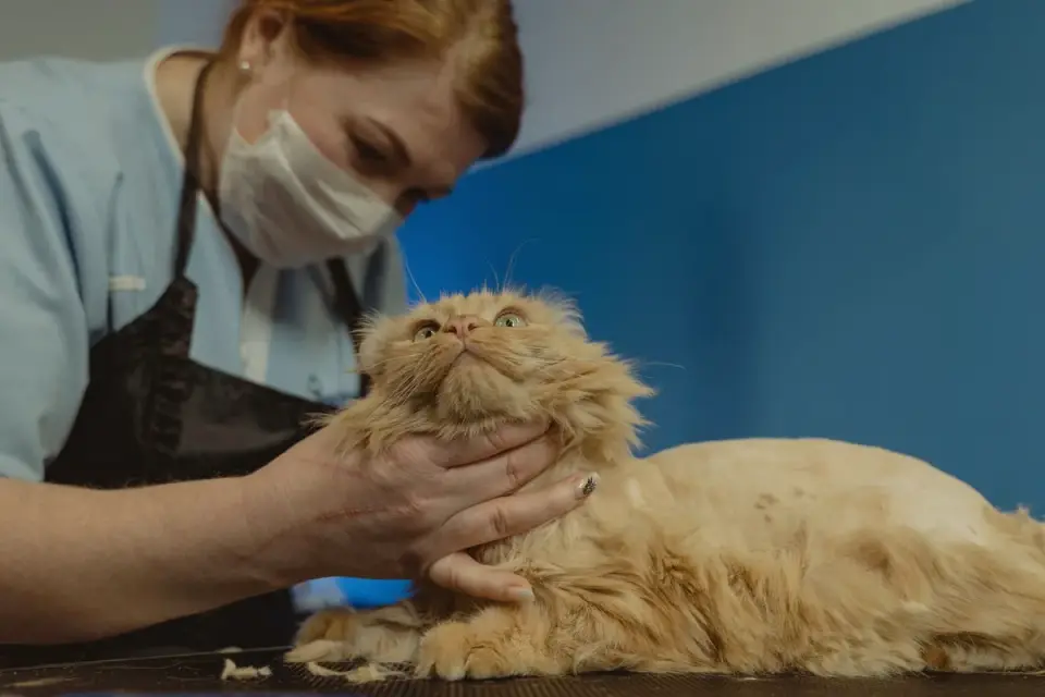 Person gently trimming fur between a dog&#x27;s toes using rounded-tip scissors