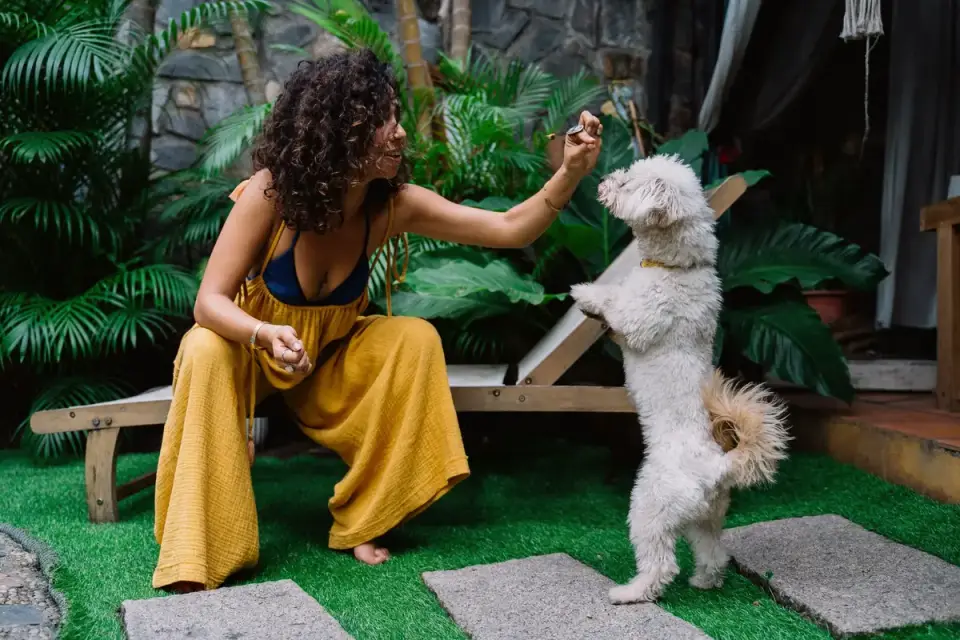 Person holding a treat near a dog&#x27;s paw during a training session