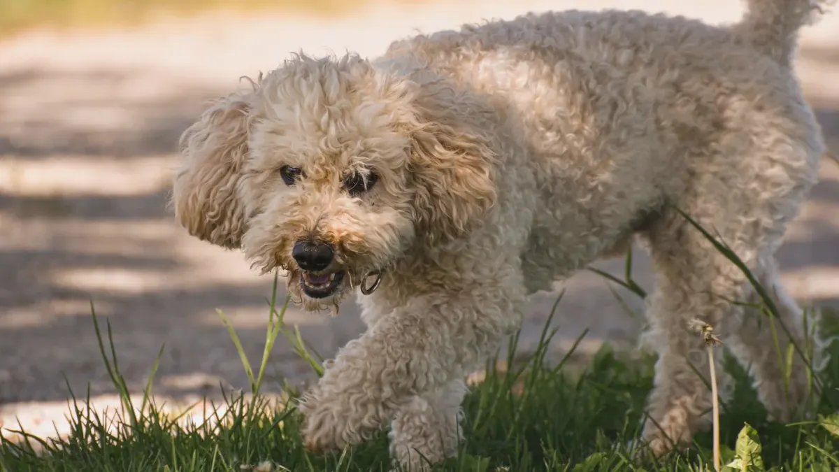 Poodle portrait
