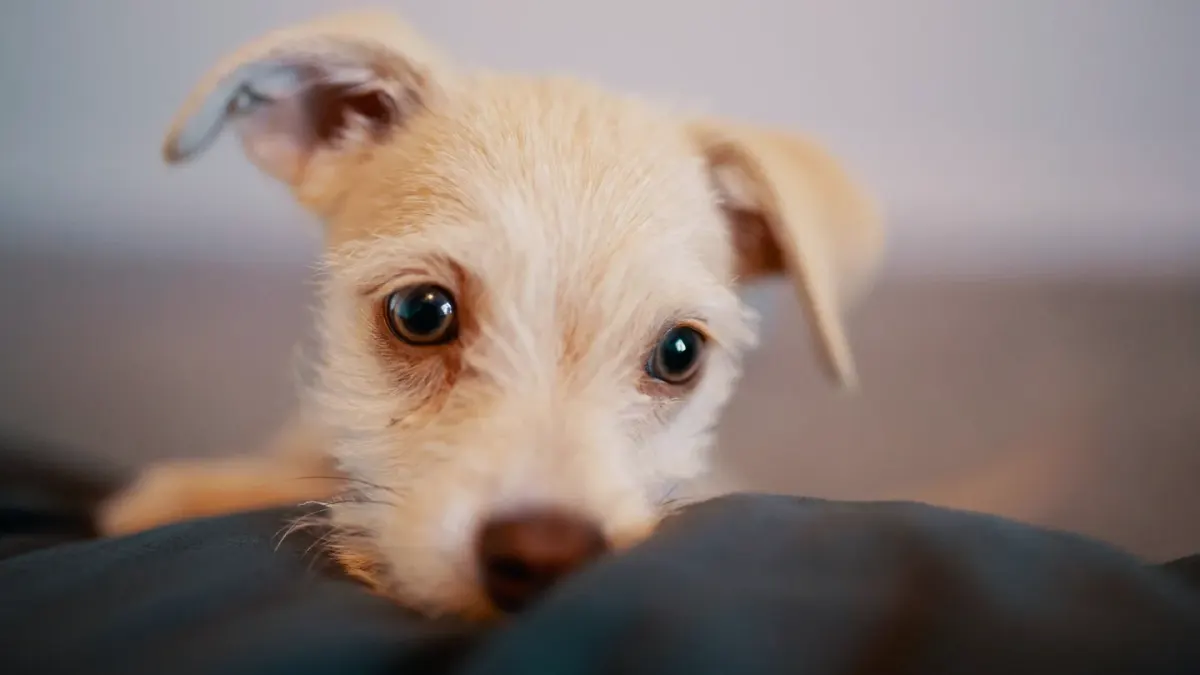 Puppy eating from a bowl