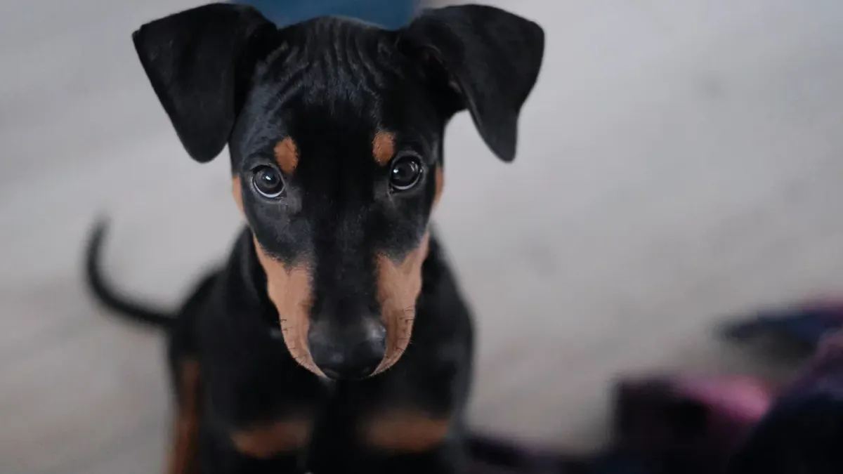 Puppy in a training class