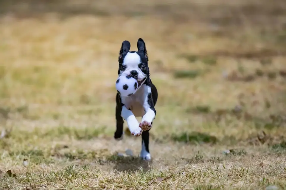 Puppy in a training class
