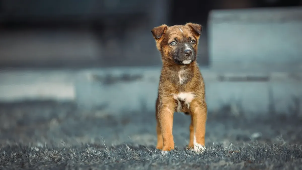 Puppy in a training class