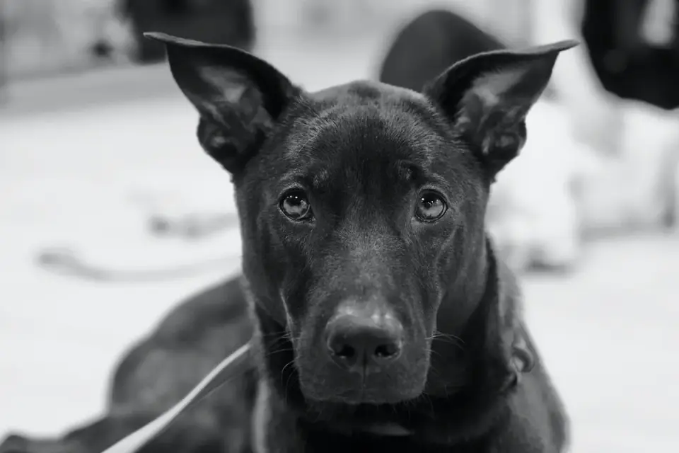 Puppy in a training class