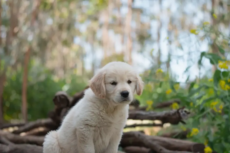 Puppy in a training class
