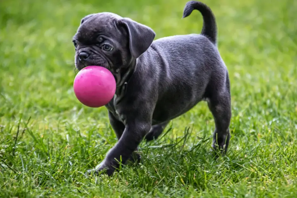 Puppy playing indoors