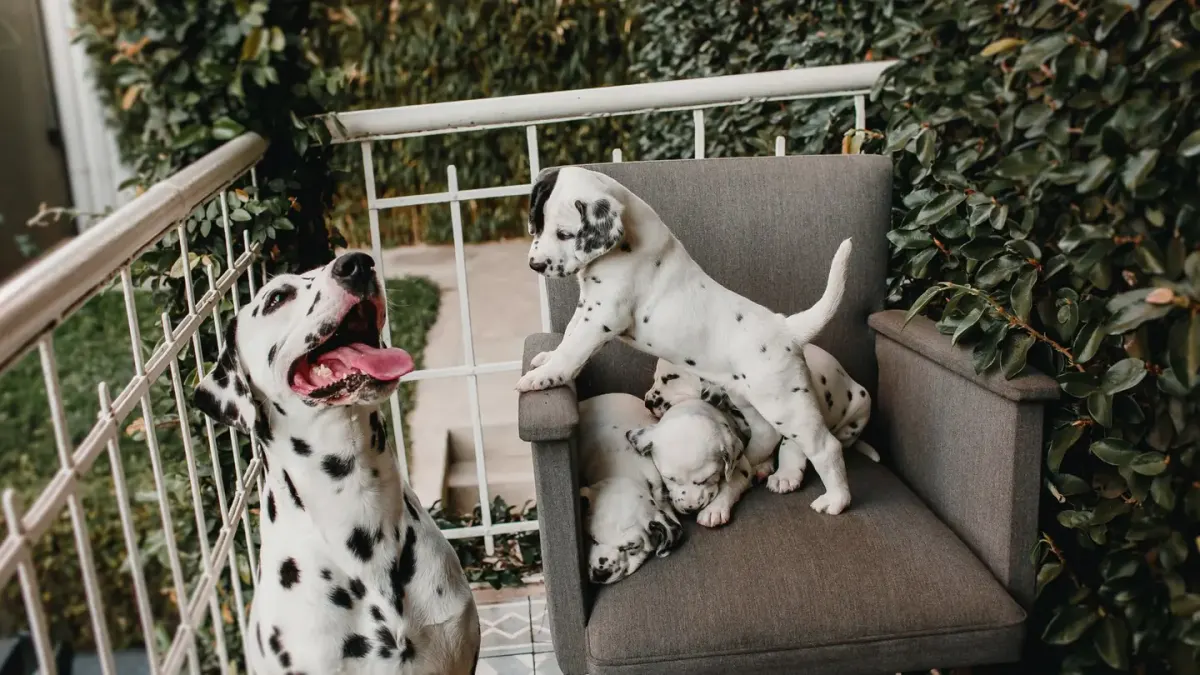 Puppy playing indoors