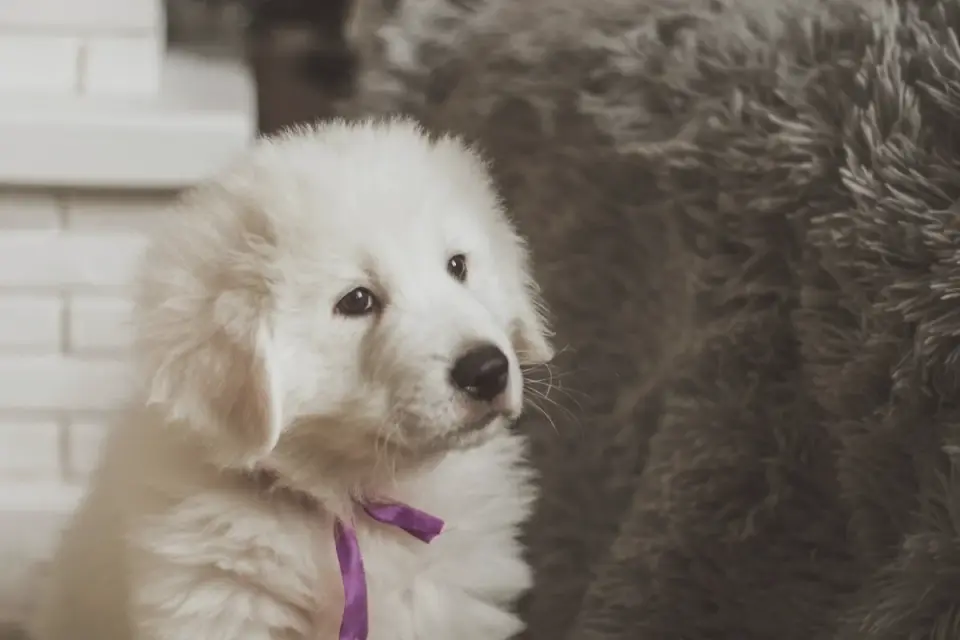 Puppy playing indoors