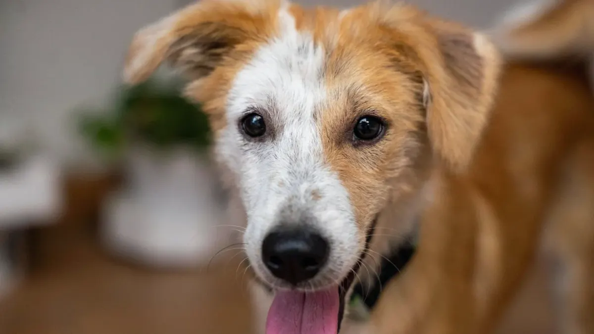 Puppy playing indoors