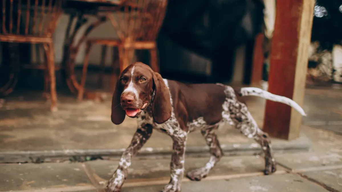 Puppy playing indoors