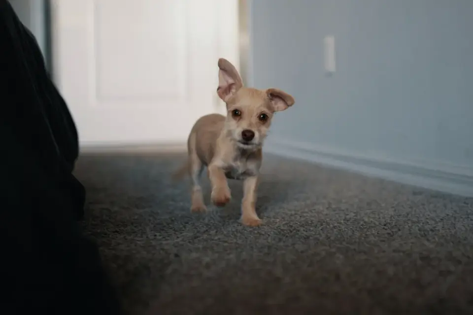 Puppy playing indoors