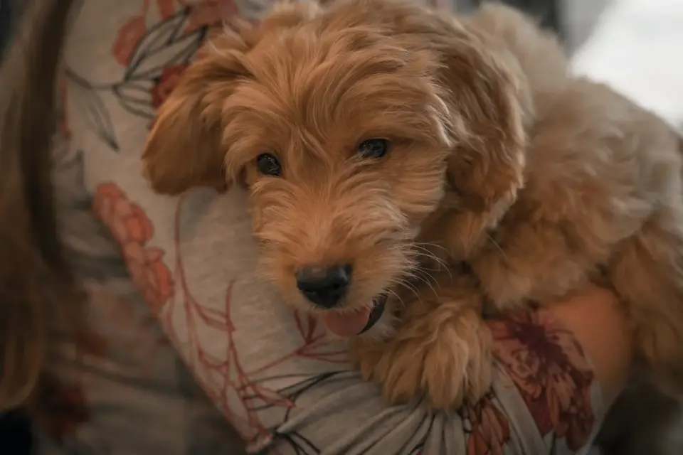 Puppy playing indoors