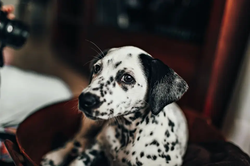 Puppy playing indoors