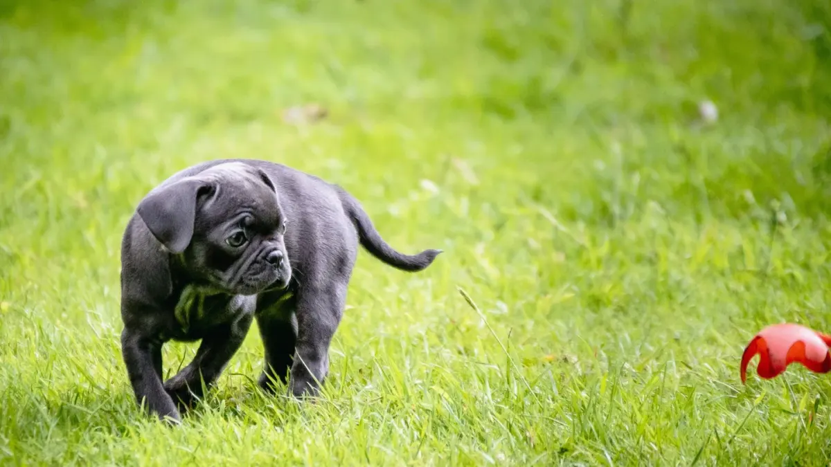 Puppy playing indoors