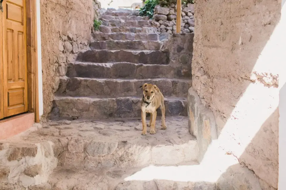 Senior dog pausing at the bottom of a staircase before climbing