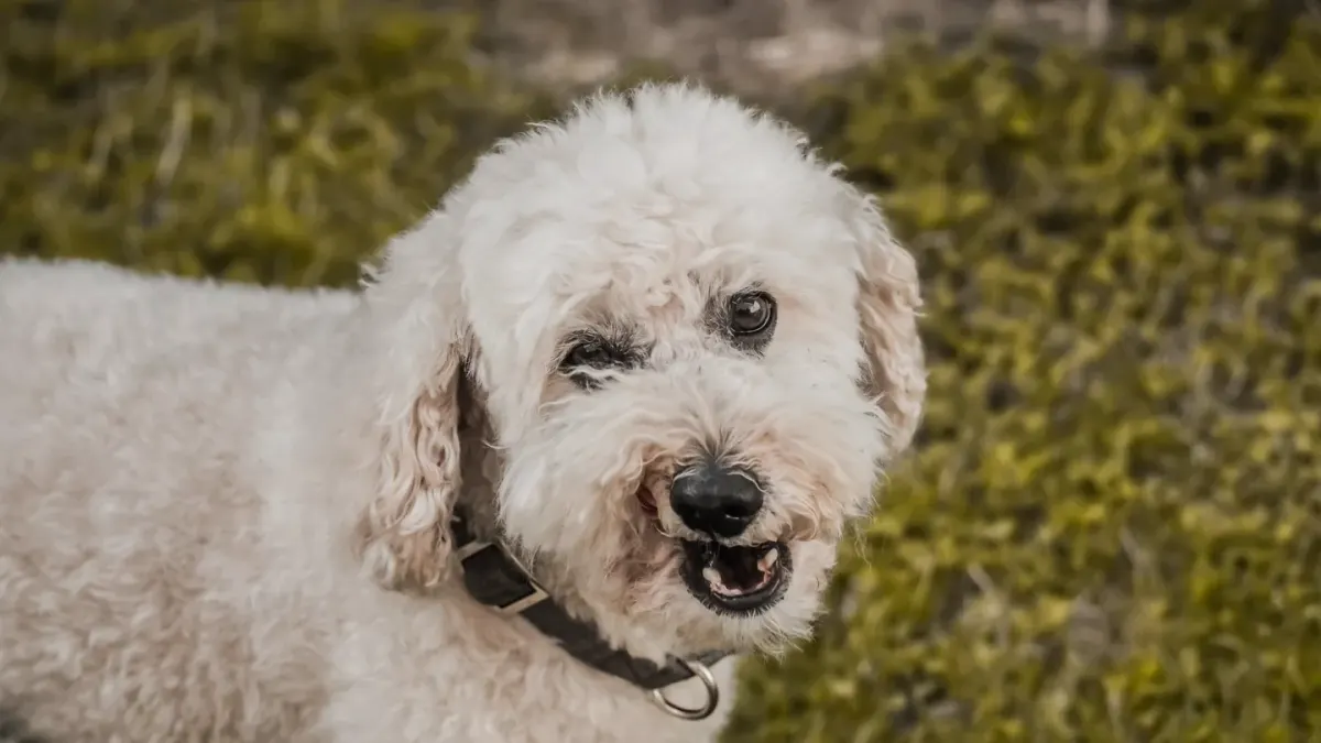 Senior dog portrait