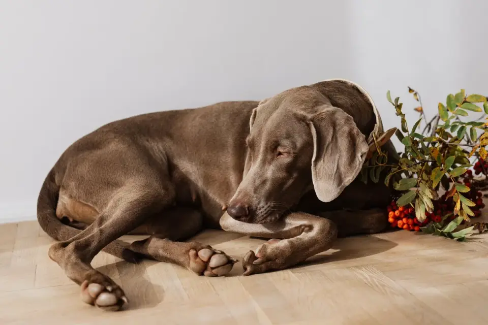 Senior dog resting at home
