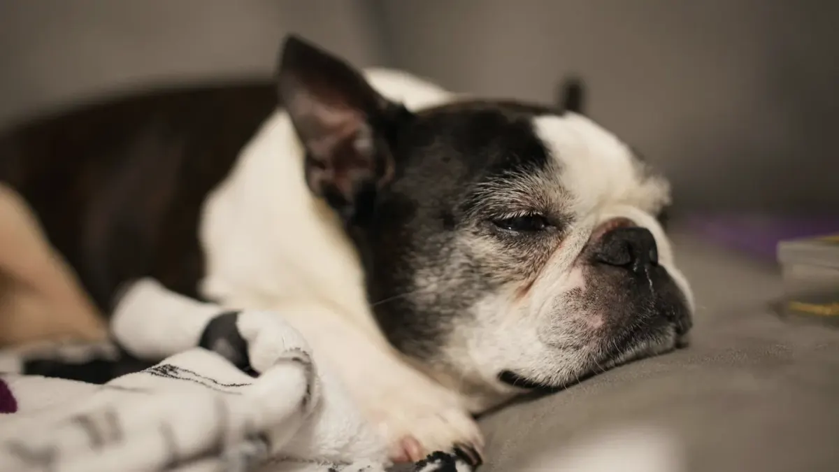 Senior dog resting at home