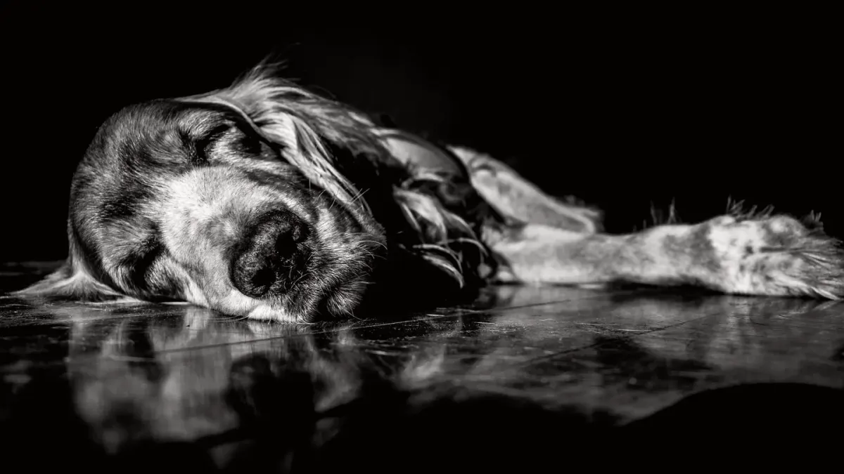 Senior dog resting at home