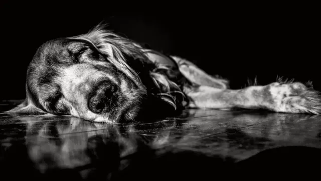 Senior dog resting at home