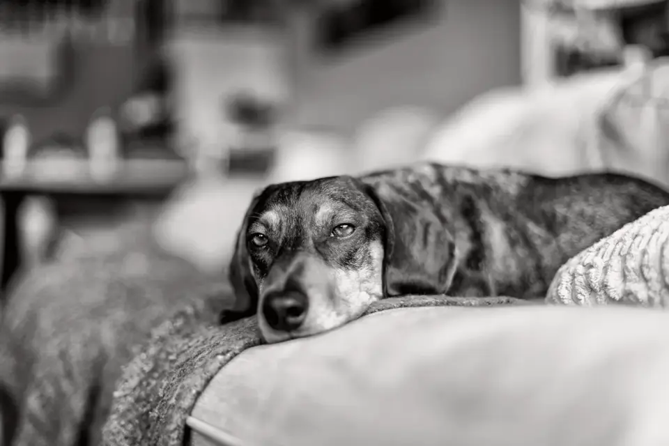 Senior dog resting at home