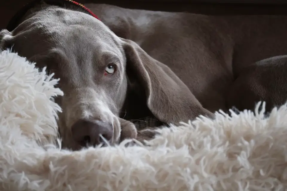 Senior dog resting at home