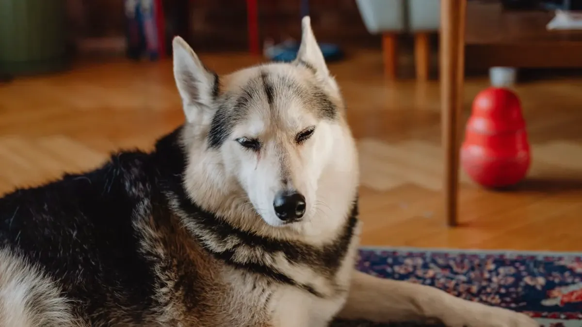Senior dog resting at home