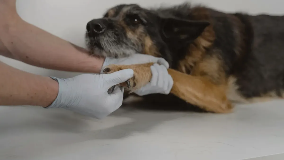 Senior dog standing on a veterinary clinic scale while a technician checks the reading